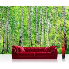 Schilderij24.nl fotobehang berkenbos vliesbehang 300x210cm hoe ... Hoe moet ik behangen