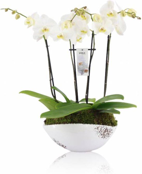 Fleurdirect Orchidee Emma 4 Tak