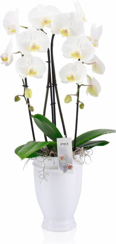 Fleurdirect Orchidee Nikita 2 Tak Cascade Wit