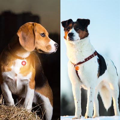 achterlijk persoon reparatie Trend Professor Q - Verlichting Hond - Led Lampje Honden - Lampje Hondenhalsband  - Honden Lampje Halsband - Hondenlampje - Oranje oranje | Prijzen  vergelijken | Kieskeurig.nl