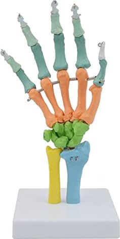 LBYLYH Handgewrichtsmodel Medisch anatomisch skeletmodel Gekleurd menselijk bot anatomiemodel met basis voor onderwijsmodel voor studieweergave