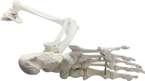 LBYLYH Levensgroot Medisch Anatomisch menselijk skelet Onderste extremiteit omvat bekkenmodel (half) met dijbeen, patella, scheenbeen en kuitbeen, tarsus op ware grootte